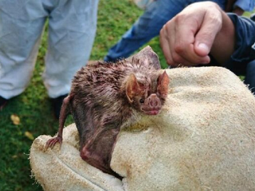 Indea registra três focos de raiva animal em MT