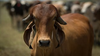 Exportações de boi caem, abate sobe em Mato Grosso