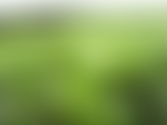 Plantio de soja atinge 100% em MT sem registro de ferrugem asiática