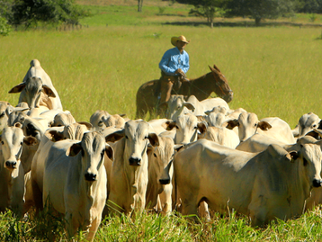 Rússia retoma importação da carne bovina brasileira de frigoríficos de MT