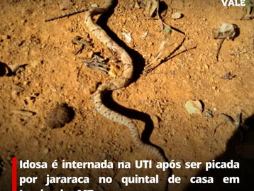 Idosa é internada na UTI após ser picada por jararaca no quintal de casa em Juscimeira-MT