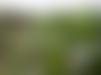 Colheita do milho encerra em Mato Grosso; algodão atinge 89%