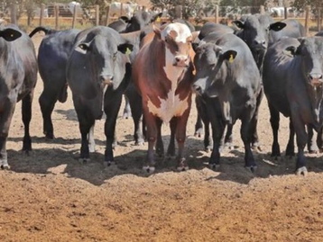 Mato Grosso conta com 406 propriedades aptas para exportação