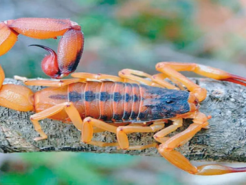 Vigilância Epidemiológica chama atenção para maior incidência de escorpiões nesta época do ano