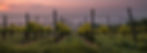 Roots and Vines News.jpg