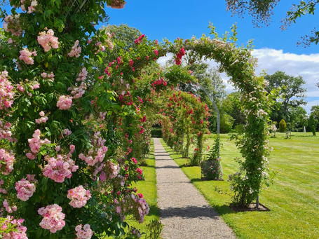 A view of the rose garden, a romantic destination wedding venue abroad for a wedding in Denmark.