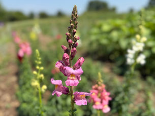 Sustainable Flower Farming: Our Commitment to You