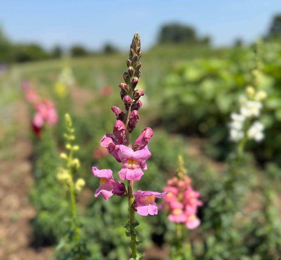 Sustainable Flower Farming: Our Commitment to You