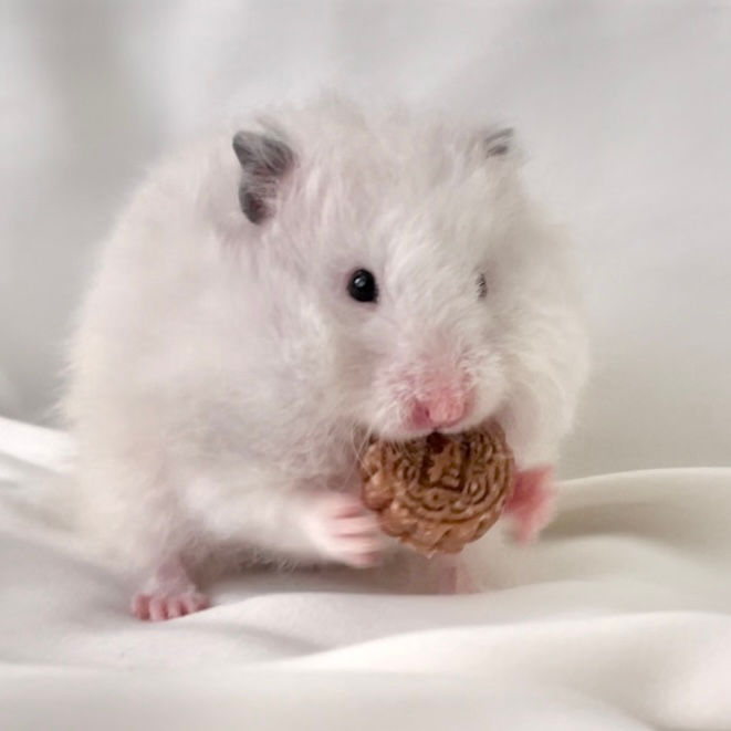 Thumbnail: Mini Snowskin Mooncakes