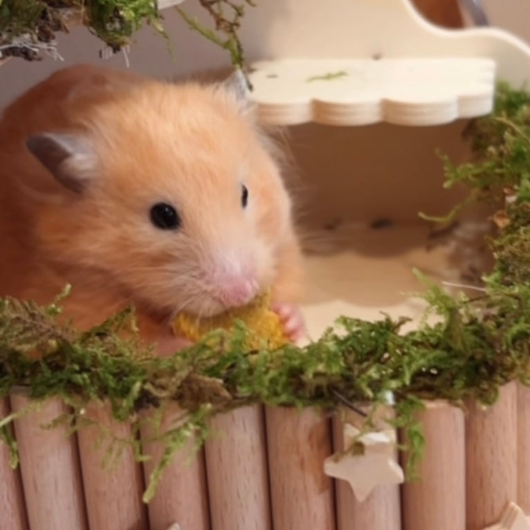 Thumbnail: Vita Snackers