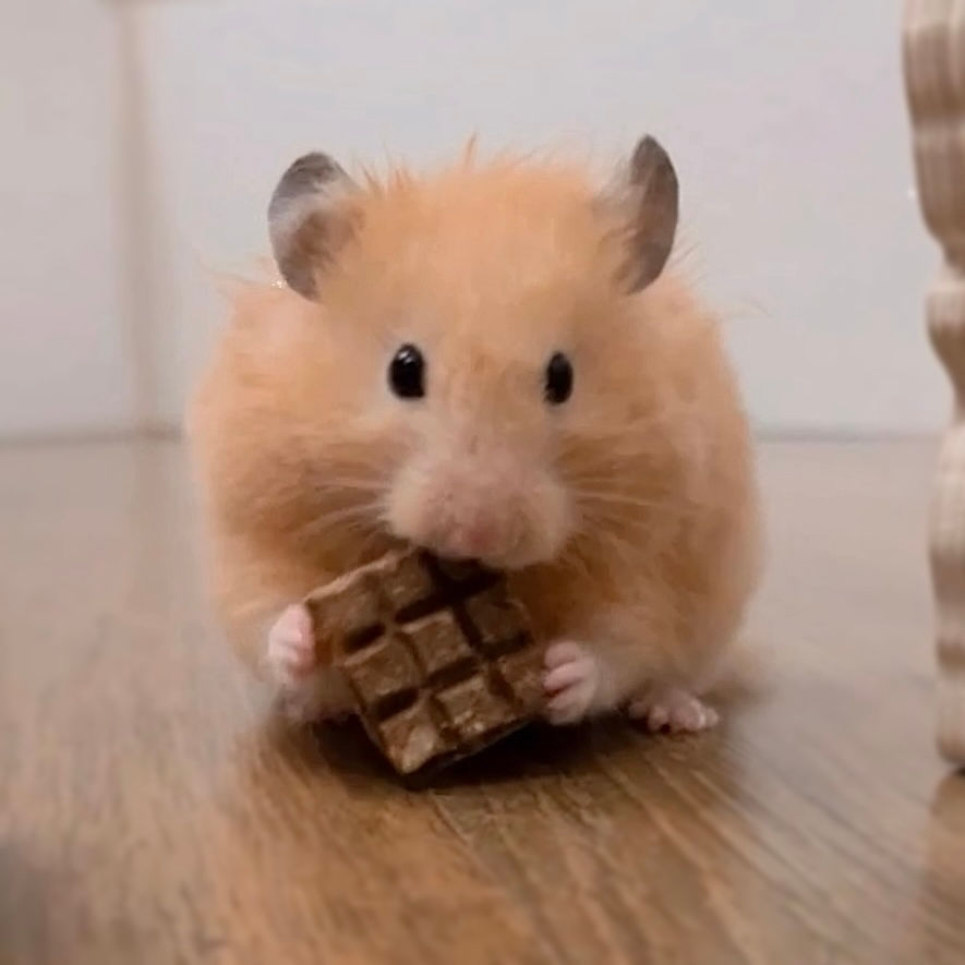 Thumbnail: Chocoless Nut Bars