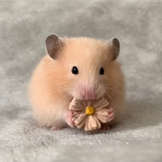 Thumbnail: Watermelon Rose Bites