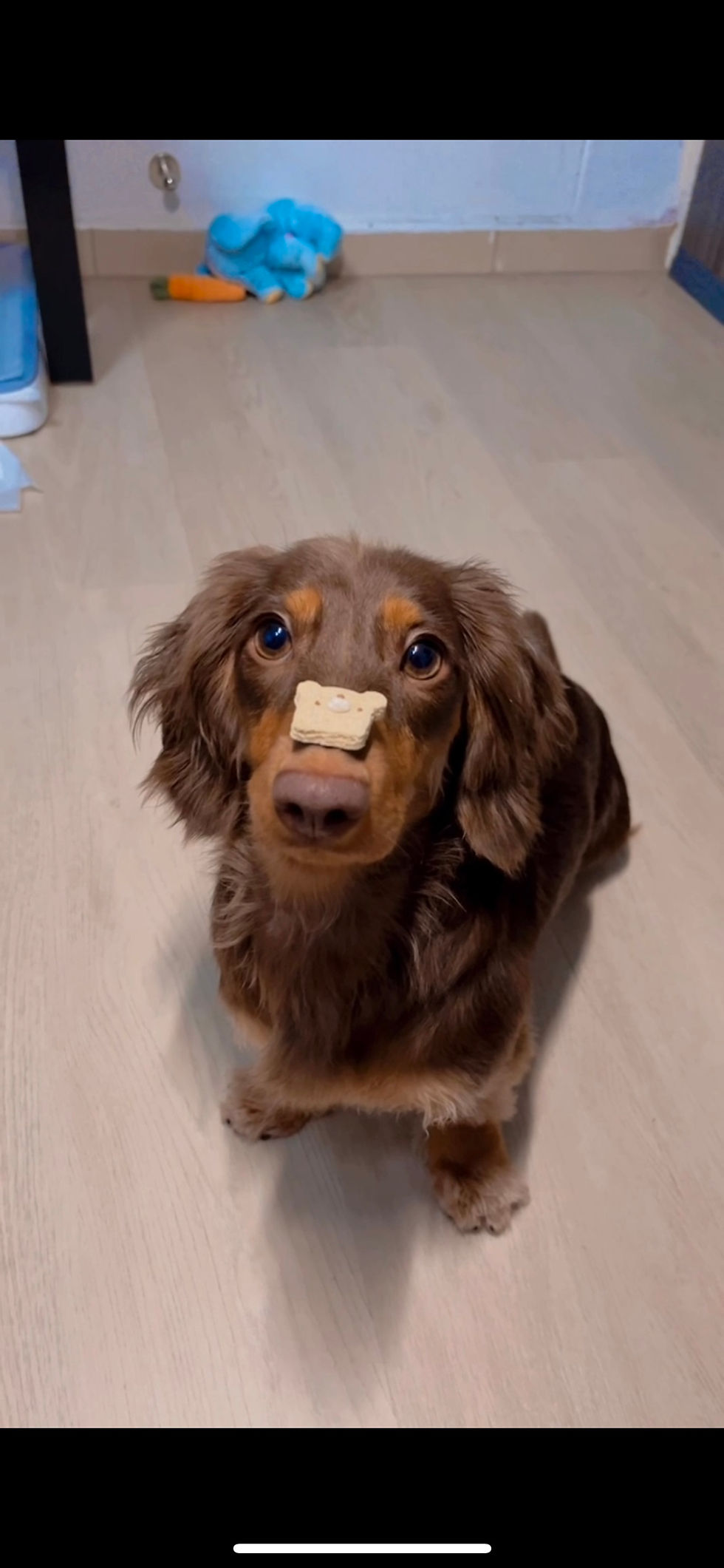 Thumbnail: Beary Toast