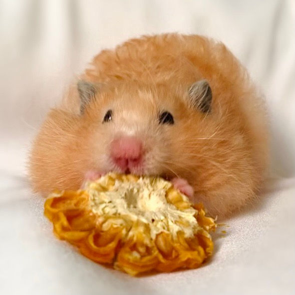 Thumbnail: Organic Corn Cob Slices