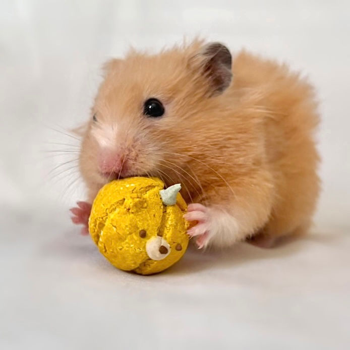 Pumpkin Safflower Cake