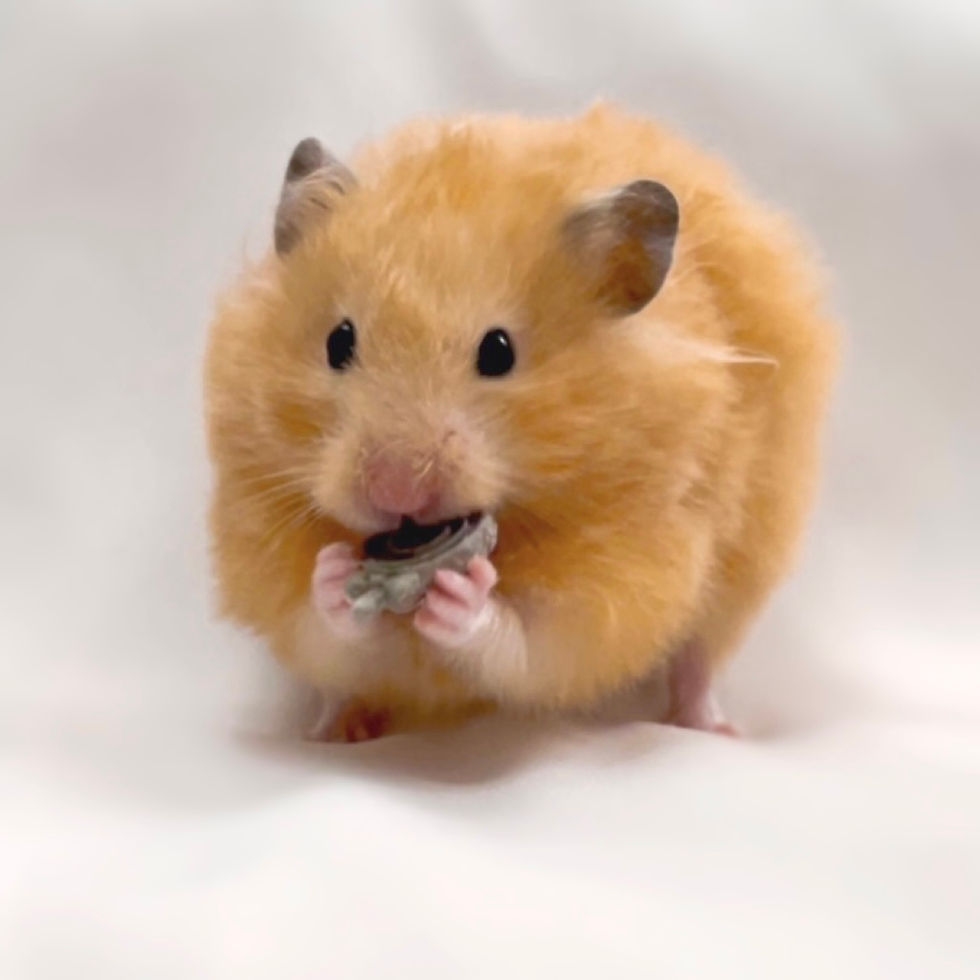 Thumbnail: Mini Lollies