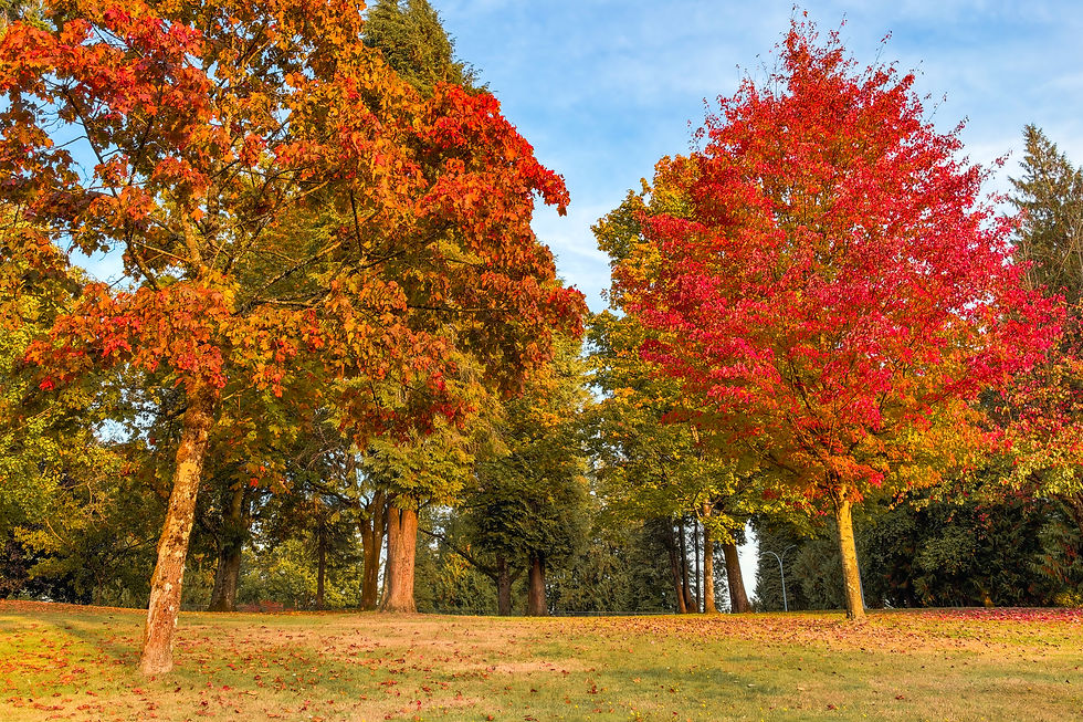 Red and orange autumn trees on a grassy slope, with tall evergreens behind them at Routley Park in Port Coquitlam.