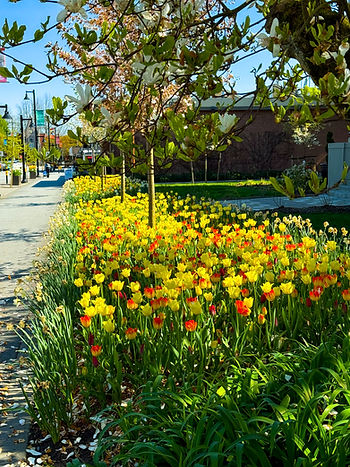 Vibrant yellow and red tulips line a sunny city sidewalk with blooming trees and a blue sky in the background, creating a cheerful scene.