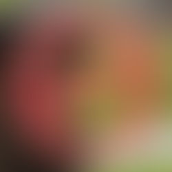 Selective Enforcement: The Story of Steve, Peanut, and a Power-Hungry HOA President