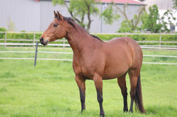 Quarter Horse