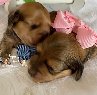 Two newborn miniature dachshund puppies wearing bows.