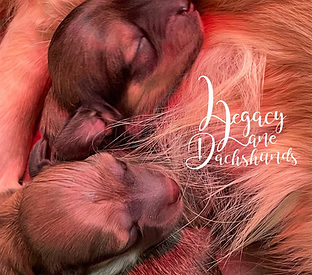 newborn miniature dachshund puppies