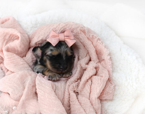 A dapple dachshund puppy sleeping on a pink blanket with her paws poking out