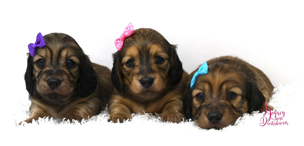 Three miniature dachshund puppies wearing purple, pink, and turquoise bows