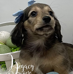 miniature dachshund puppy with an Easter basket