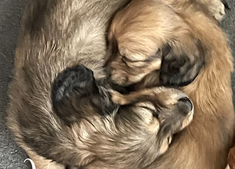 miniature dachshund puppies sleeping