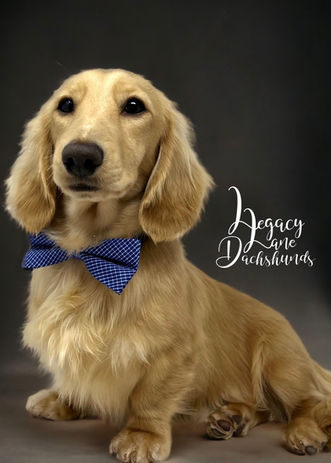 Clear cream miniature dachshund wearing a blue bow tie
