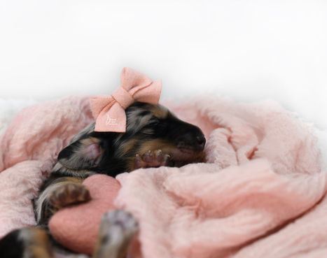 A dapple dachshund puppy sleeping on a pink blanket with a pink heart