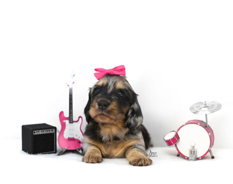 Dapple Dachshund puppy wearing a pink bow with pink guitar and drum kit