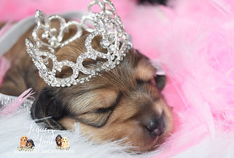 Newborn dachshund puppy wearing a princess crown.