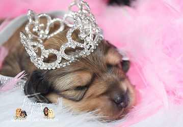 Newborn dachshund puppy wearing a princess crown.