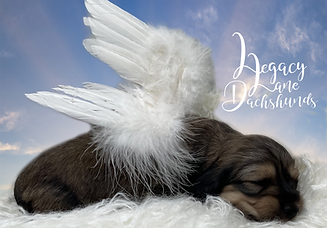 shaded cream dachshund puppy with angel wings