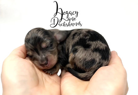 Dapple Dachshund puppy sleeping in someone's hands