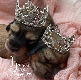 newborn miniature dachshund puppies wearing crowns