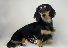 Black and cream miniature dachshund clearance