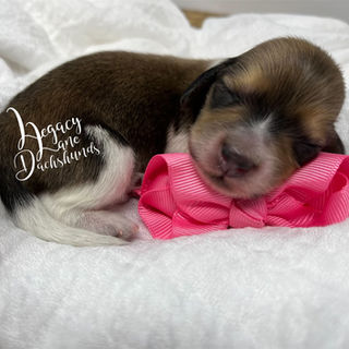 Piebald dachshund puppy sleeping on a pink bow