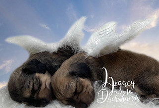 dachshund puppies with angel wings sleeping on clouds