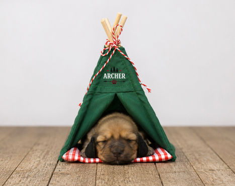 Shaded cream dachshund puppy laying in a tent