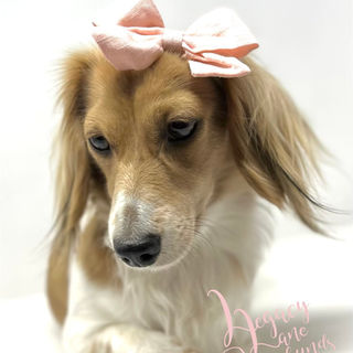 Shaded cream pie female dachshund laying down with a big pink bow in her hair