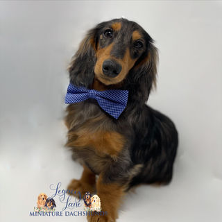 Cruz-future stud at Legacy Lane Dachshunds-black and tan dapple dachshund wearing a blue bow tie.