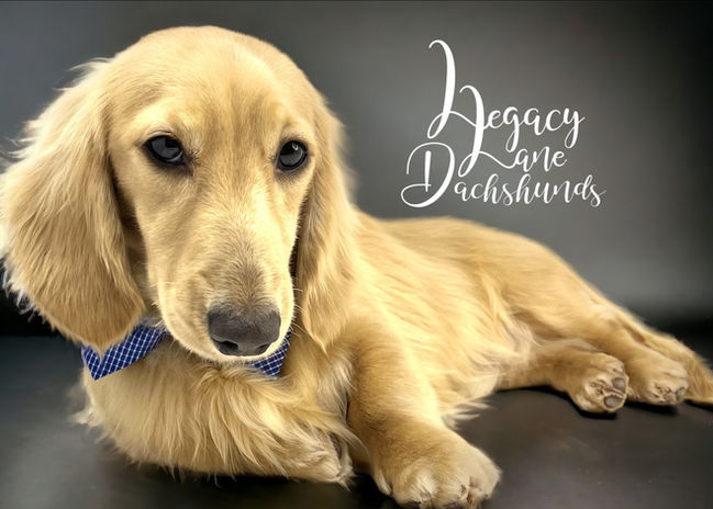 Cream miniature Dachshund laying on a black background looking a the camera