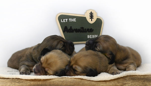 Shaded cream miniature dachshund litter