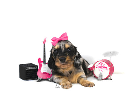 Dapple Dachshund puppy wearing a pink bow