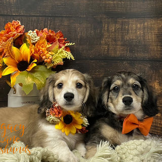 Two dachshund puppies sitting with fall flowers
