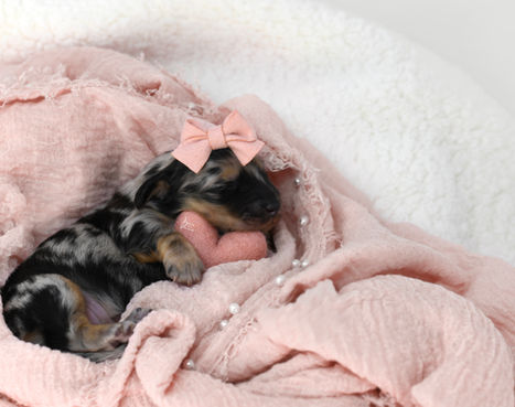 A dapple dachshund puppy sleeping on a pink blanket with a pink heart and a pink bow