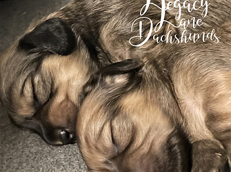 dachshund puppies snuggling